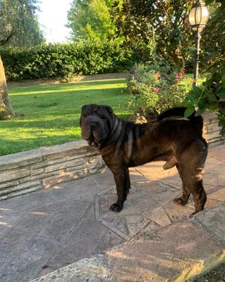 Accoppiamento Shar pei