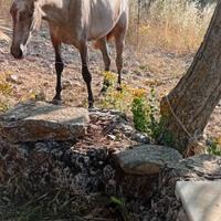 Puledra spagnola 🇪🇦