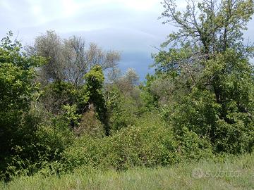 Terreno di 1,5 ha loc magliesi/zancona