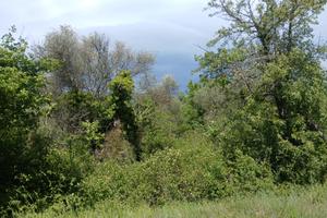 Terreno di 1,5 ha loc magliesi/zancona