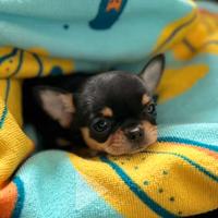 Cuccioli di chihuahua messicano