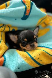 Cuccioli di chihuahua messicano