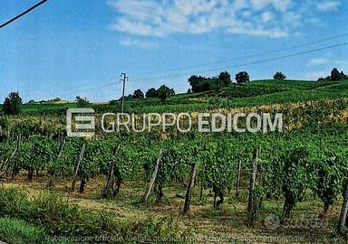 Terreno, Borgoratto Mormorolo.