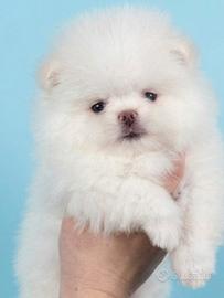 Spitz di Pomerania nano