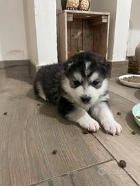 Cuccioli di Siberian Husky