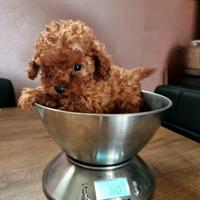 Barboncino mini toy maschio