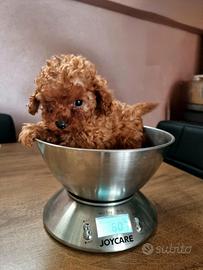 Barboncino mini toy maschio