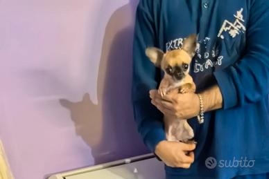Xfeè chihuahua mini Toy