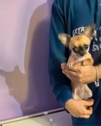 Xfeè chihuahua mini Toy