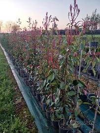 piante da siepe photinia, ligustro, Lauro ecc 