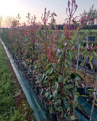 piante da siepe photinia, ligustro, Lauro ecc 