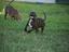 Immagine 15