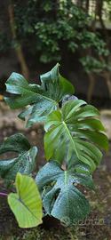 monstera deliciosa