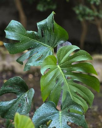 monstera deliciosa