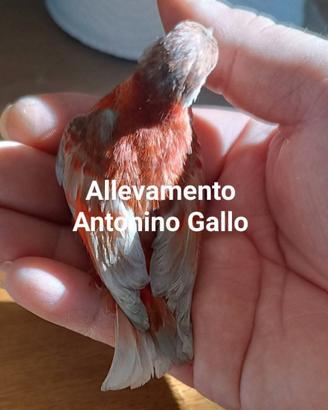 Cardinalini del Venezuela