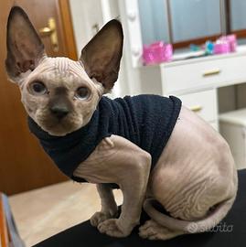 Sphynx