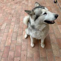 Cane Husky Malamut
