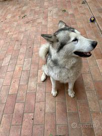 Cane Husky Malamut