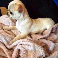 Chihuahua maschio a torino