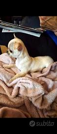 Chihuahua maschio a torino