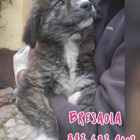 Bresaola 3 mesi, taglia media
