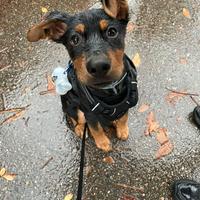 Cucciolo 8 mesi milano