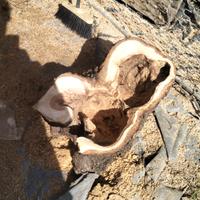 tronchi decorativi o portavasi