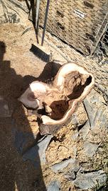 tronchi decorativi o portavasi