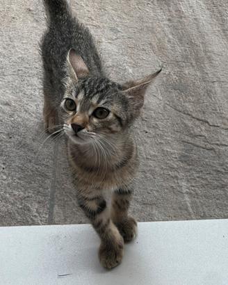 Gattina di 2 mesi e mezzo