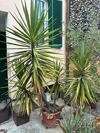 Yucca - tronchetto della felicita