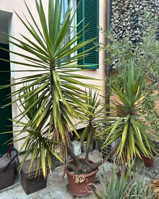 Yucca - tronchetto della felicita