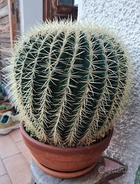 Cactus in vaso 