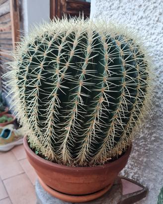 Cactus in vaso 