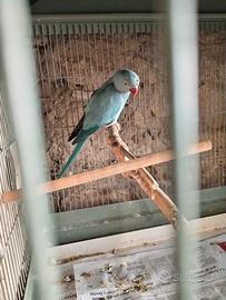 Coppia di Parrocchetto dal collare