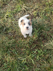 Jack Russell terrier