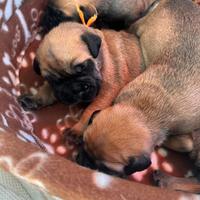 Cucciolata Bullmastiff