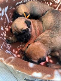 Cucciolata Bullmastiff