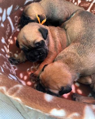 Cucciolata Bullmastiff