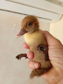Anatra muta anatroccoli splendidi