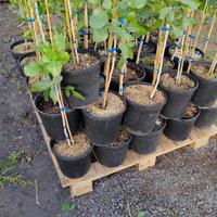 piante 🍐🫒🍋🍇🍎🍒🫐🍊🍑