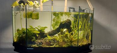 Acquario 80l