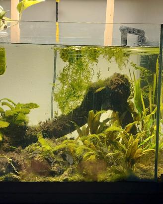Acquario 80l