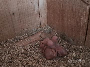 Parrocchetto dal collare da imbecco