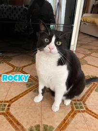 Rocky gatto bianconero di sei anni