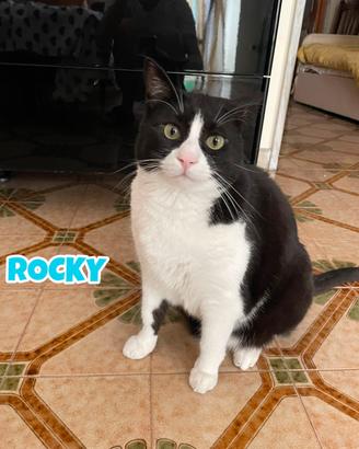 Rocky gatto bianconero di sei anni