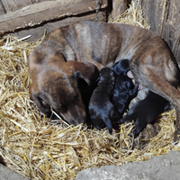 Cuccioli cane di due mesi