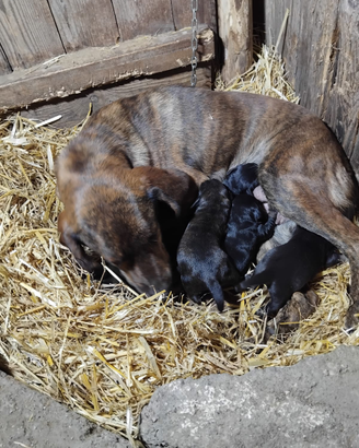 Cuccioli cane di due mesi