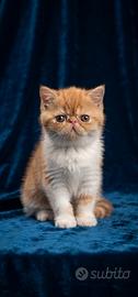 Gatti Exotic Shorthair Esotico