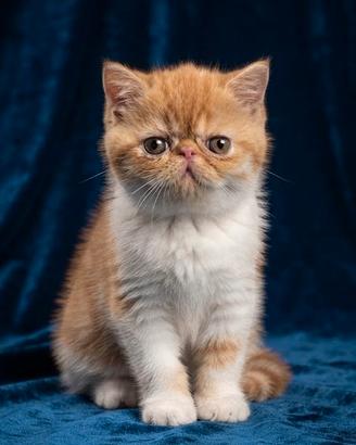 Gatti Exotic Shorthair Esotico