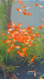 guppy koi albini selezionati